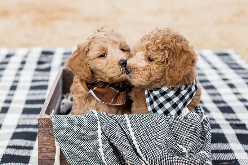 two goldendoodles puppies kissing while sitting in a basket on a blanket