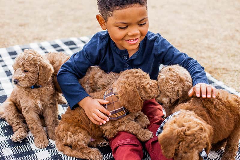 little boy playing with a litter of goldendoodles