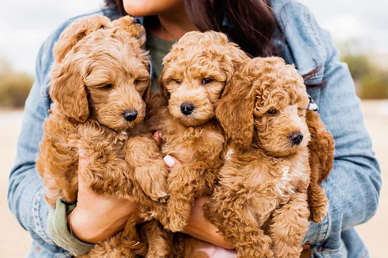a woman holding holding three goldendoodle puppies with wavy apricot fur
