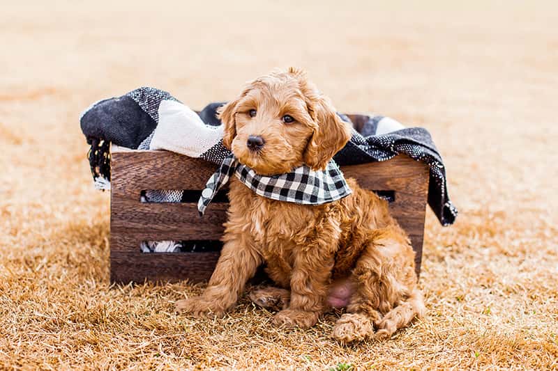 a goldendoodle puppy sitting in front of a basket