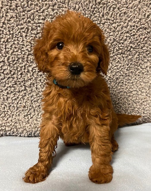 Goldendoodle puppy with blue collar sitting