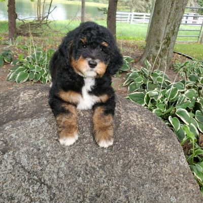 a Bernedoodle puppy with black, white and tan fur sitting outside near trees and plants