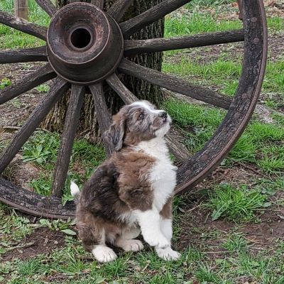 a brown and white Bernedoodle puppy standing in front of a large wooden wheel outside in grass