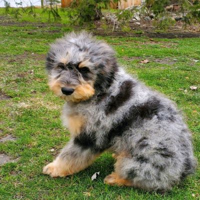 a black and tan Bernedoodle puppy sitting outside on grass