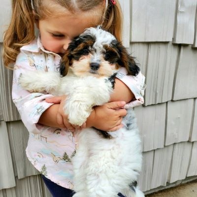 a little girl cuddling a Goldendoodle Puppy