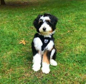 A black, white and tan Bernedoodle dog with a black harness