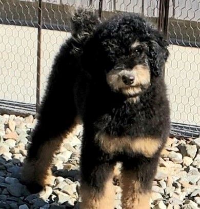 a black and tan Bernedoodle puppy standing on some rocks with a fence background