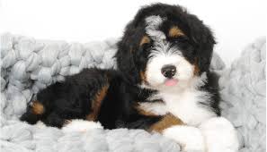 a black, white and tan Bernedoodle sitting on a white fluffy background with its tongue sticking out