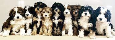 nine puppies all sitting next to each other in a line with mostly white fur and some black or brown fur