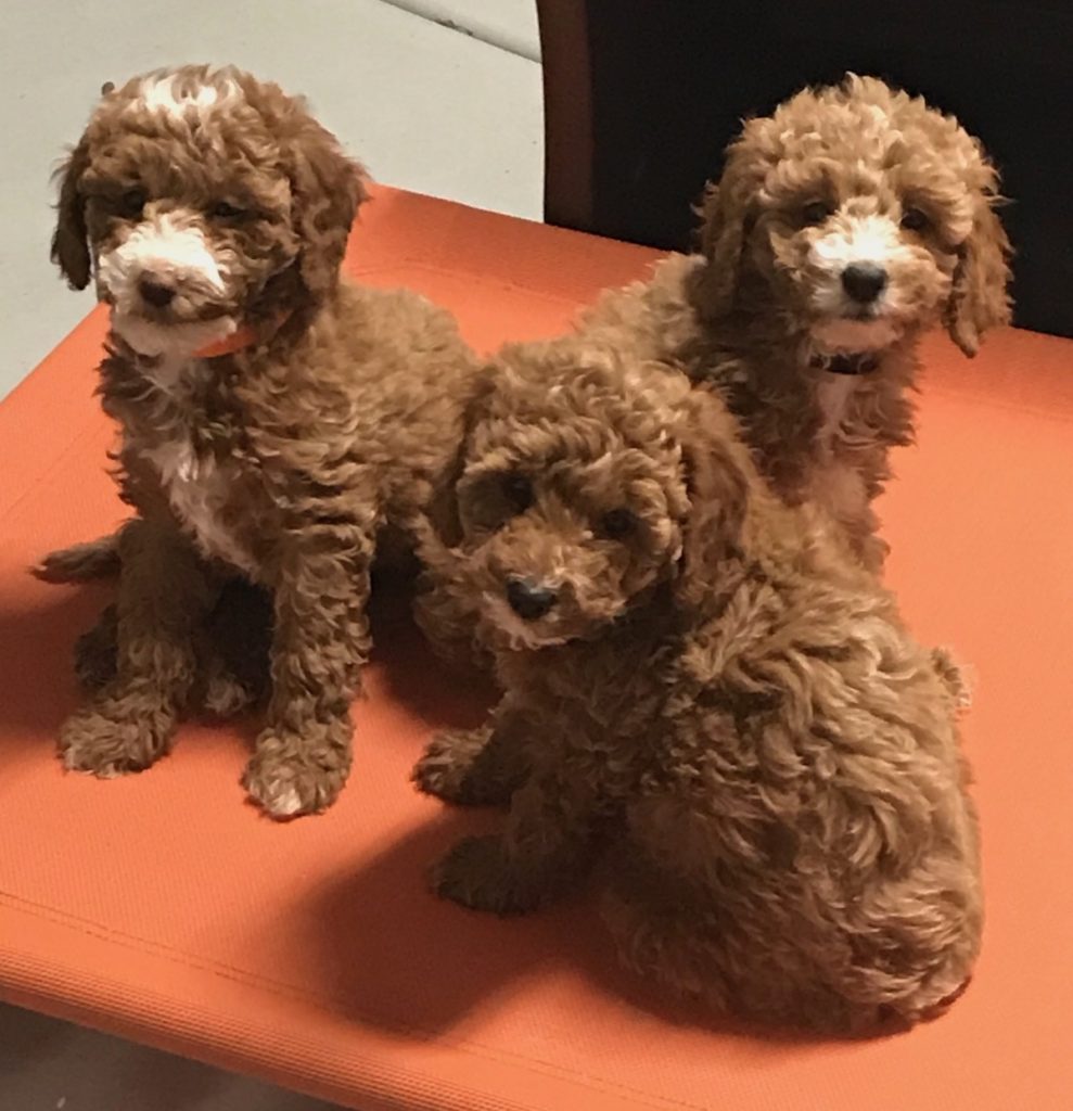 Three red Goldendoodle puppies