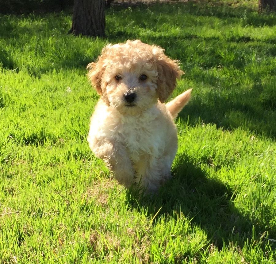 Goldendoodle Puppies in Mesa, AZ - Copper Skye Doodles