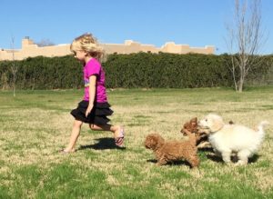 Girl running with Mini Goldendoodles