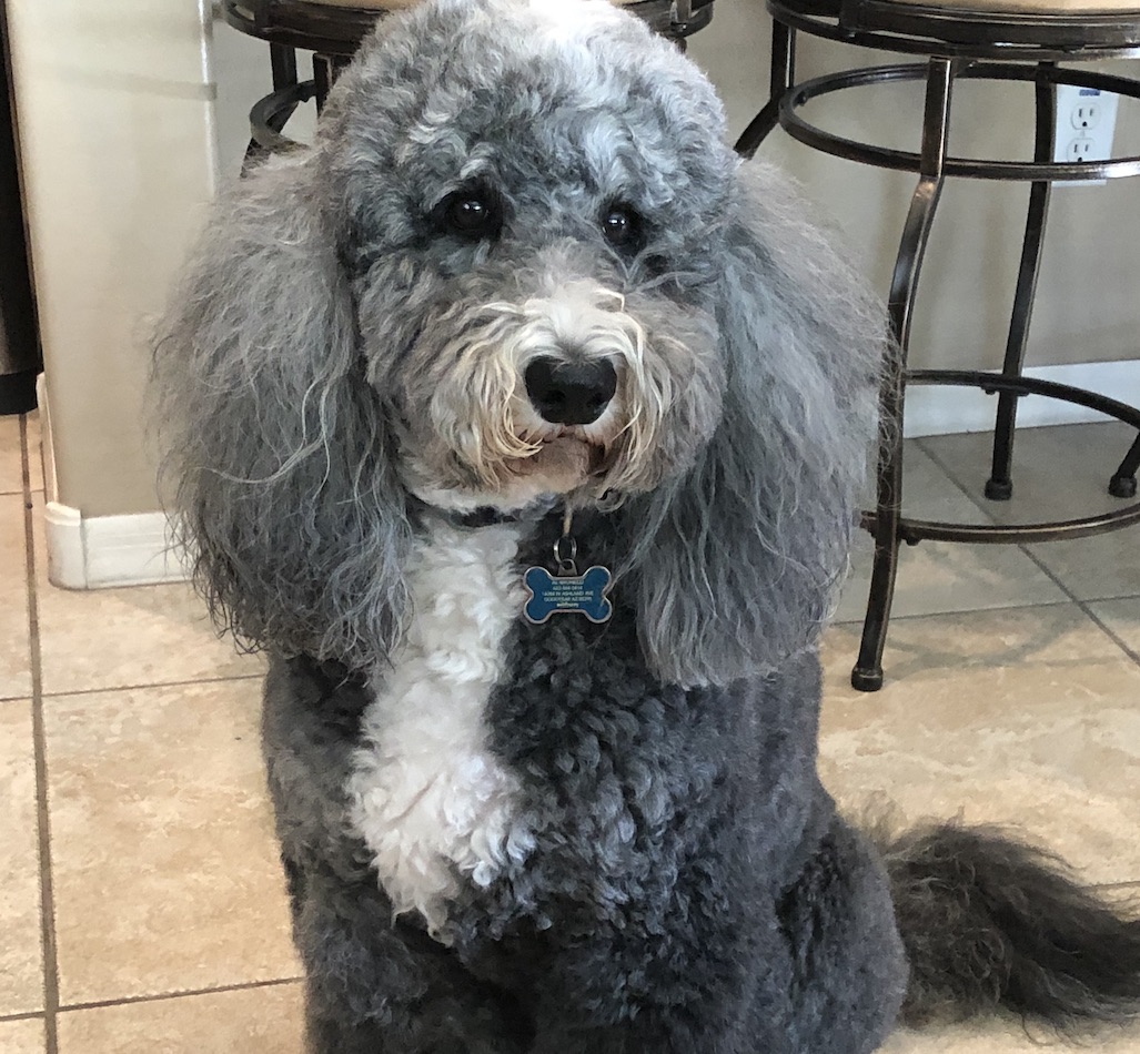 Gray goldendoodle sitting