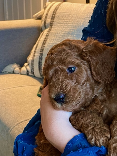 Goldendoodle puppy snuggling on couch with person wearing blue shirt