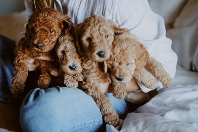 Goldendoodle puppies together