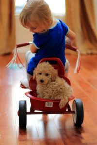 Little girl on tricycle with mini Goldendoodle in backseat
