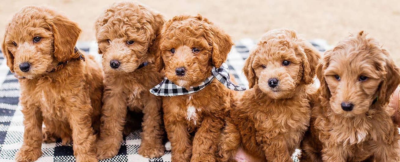 Goldendoodle puppies in a row