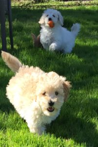 Two Mini Goldendoodles running in yard
