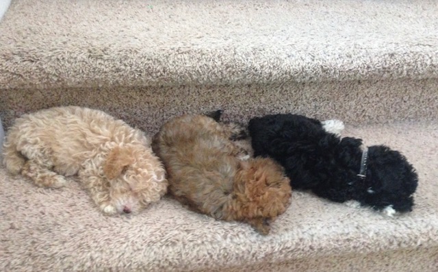 Three colors of Goldendoodle puppies, cream, tan and black and white