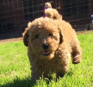 Goldendoodle running in field