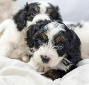 Two black, white and brown Bernedoodle puppies snuggling