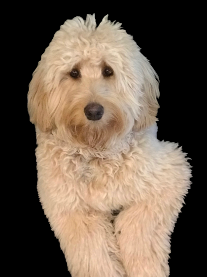 Coco X black background thumbnail