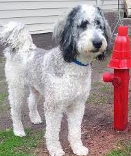 GMD 1a an adult mostly white with some black Golden Mountain Doodle standing to left of a red fire hydrant