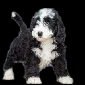 a black and white Golden Mountain Doodle puppy standing on all fours with black background