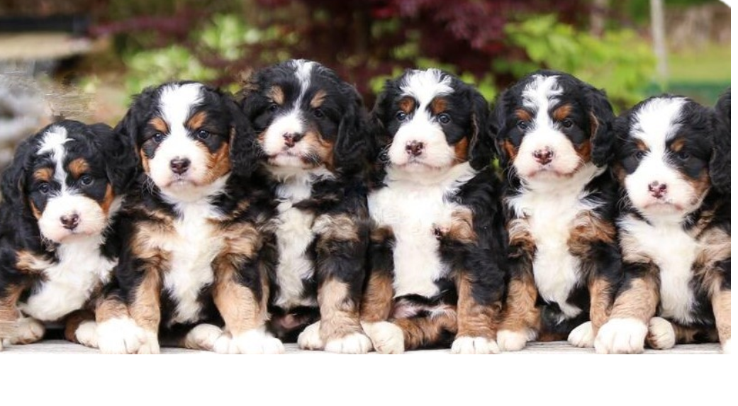 five bernedoodle puppies with white, tan and black fur with a leafy backdrop