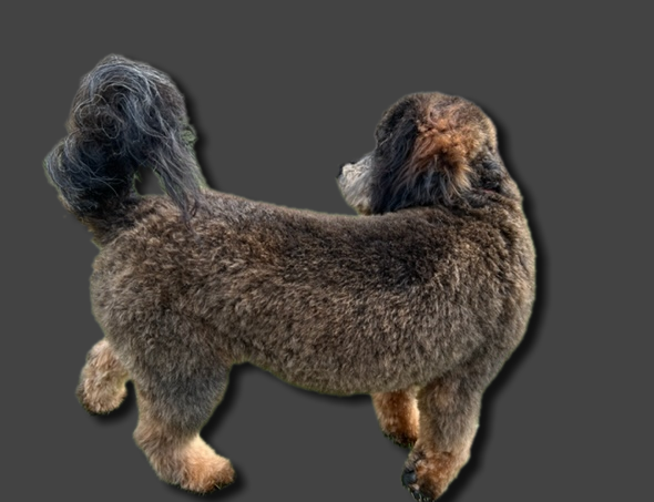 Hazel D grey background w shadow