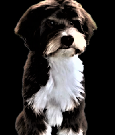 Koda black resized smaller