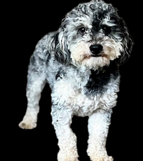 Murphy black 2