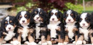 six tri colored Bernedoodle puppies standing in a row with a lush background