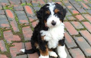a tricolored Bernedoodle puppy sitting on a brick path with moss