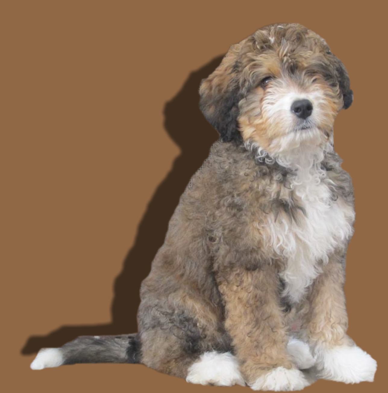 a white, tan and brown Golden Mountain Doodle puppy sitting with a brown background and shadow