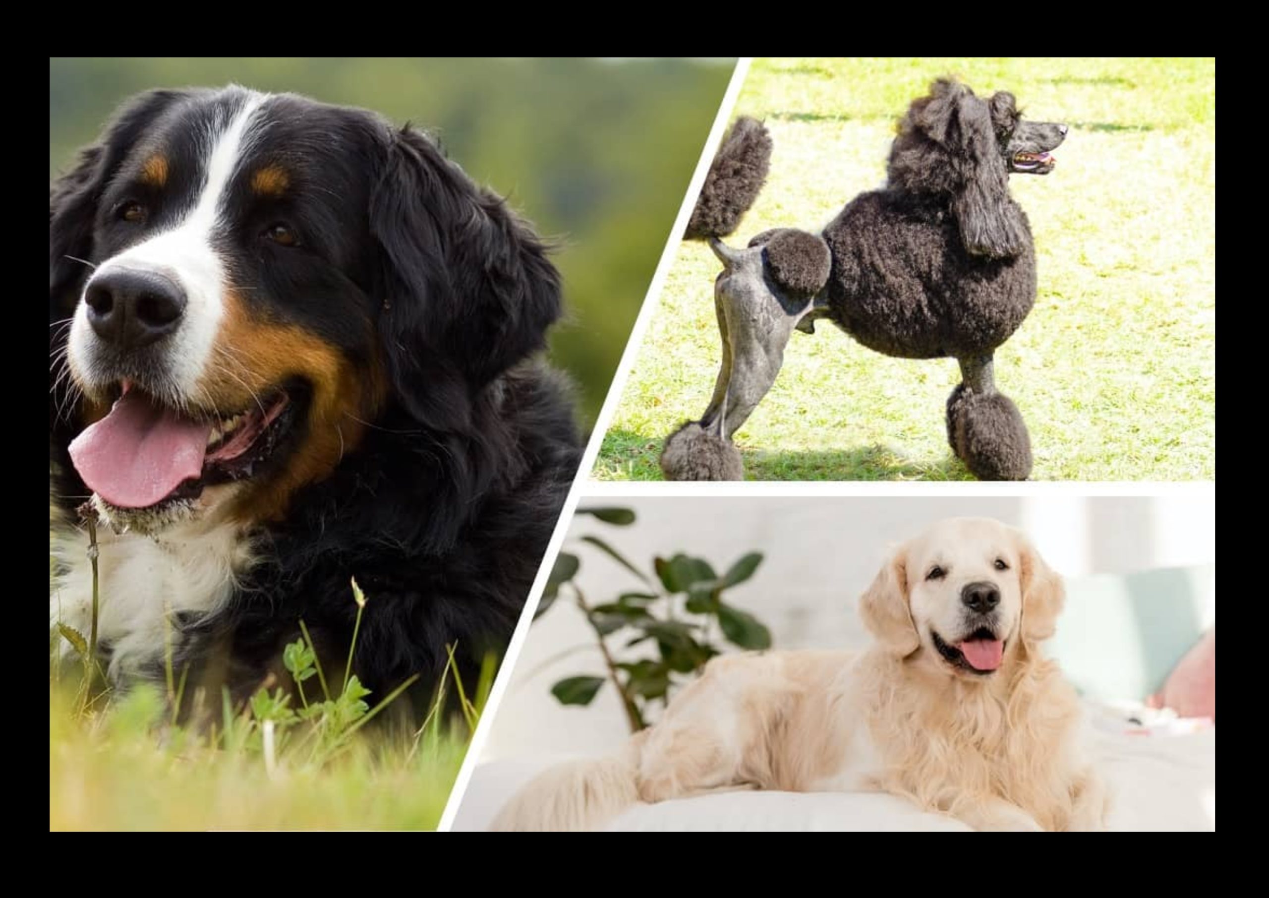 three images of dogs showing a poodle, a golden retriever and a bernese mountain dog