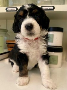 Bernedoodle puppy on countertop with white, brown and black fur