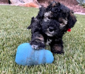 dark haired puppy with light spots playing with toy