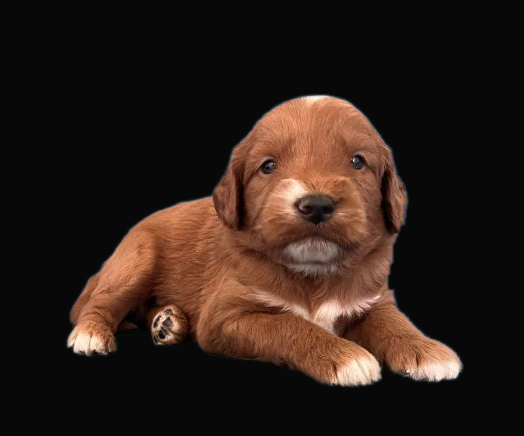 goldendoodle 2.thumb black
