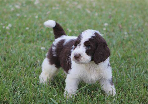 A parti Bernedoodle puppy on grass
