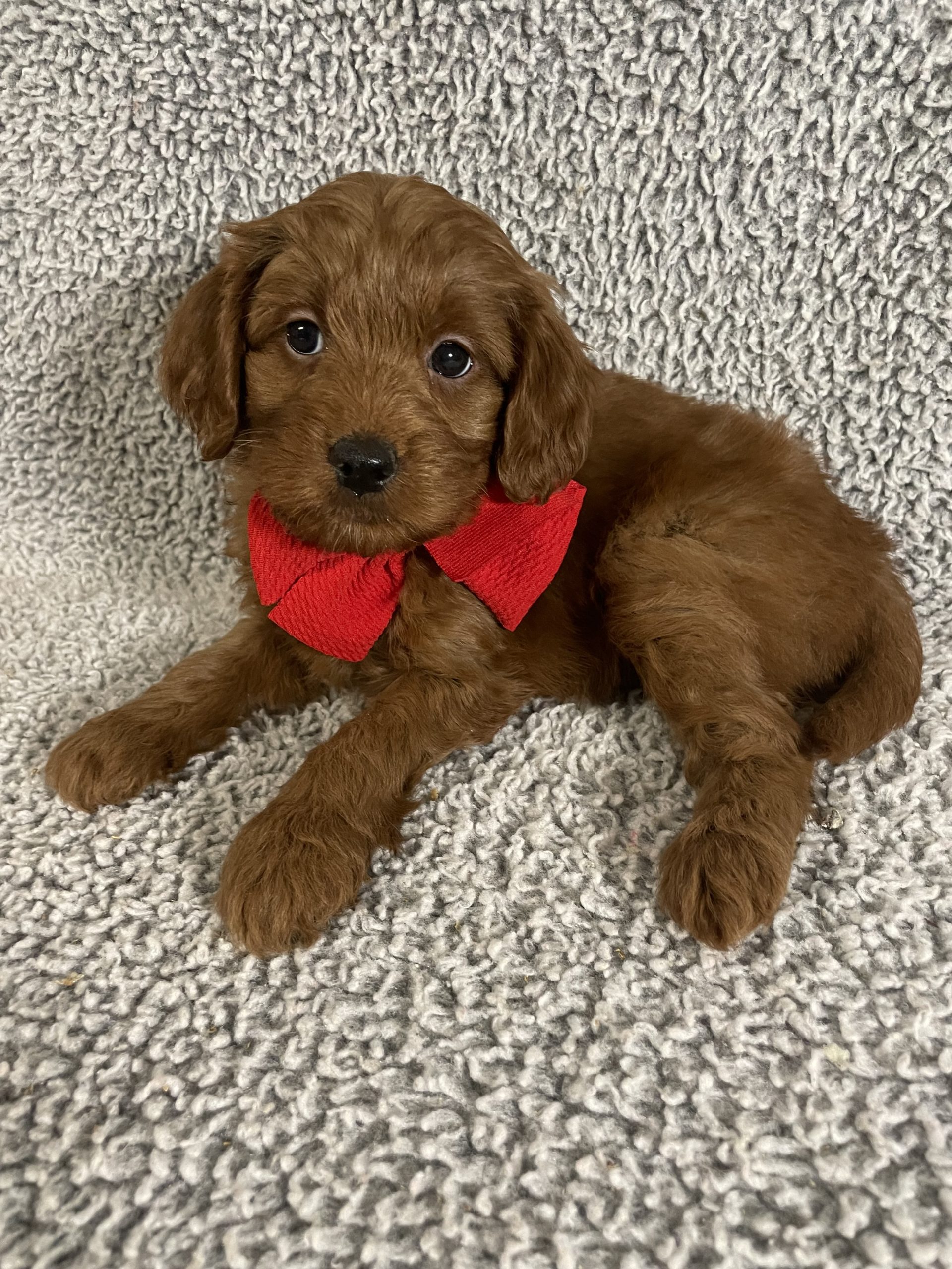 a Goldendoodle with wavy golden fur and a large red bow at its neck