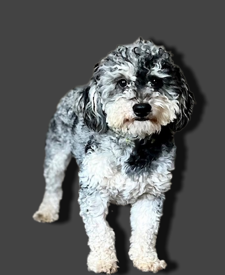 Murphy grey w shadow smaller