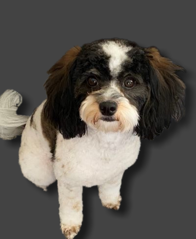 Tully sitting resized grey background