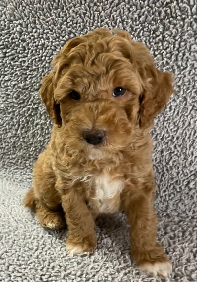 Scarlet orange boy 7 wks A resized