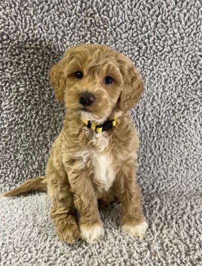 a goldendoodle puppy with mostly golden wavy fur and some white sits on back legs on carpet