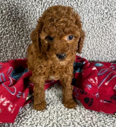 a golden doodle puppy sitting on carpet and a red blanket