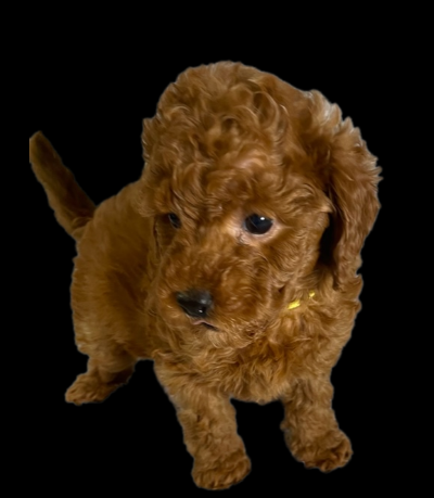 Goldie yellow 1 black thumbnail