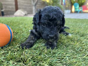a puppy with wavy dark brown fur sitting on grass near an orange and blue ball