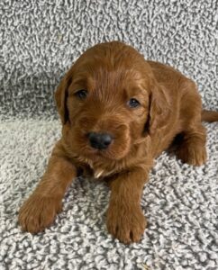 puppy with wavy golden colored fur on off white carpet