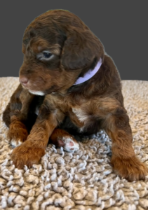 a puppy with dark brown, tan and white fur